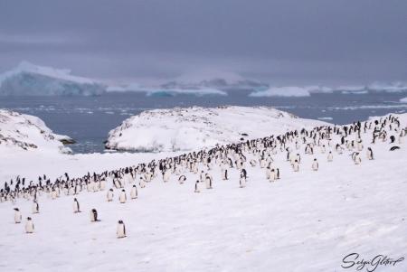 Украинские полярники отметили рост численности пингвинов в Антарктике